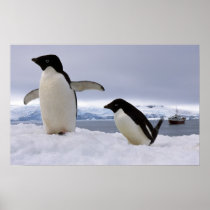 Pair Adelie penguins Antarctica