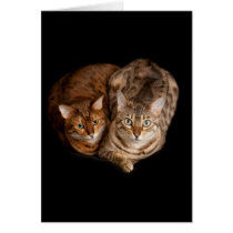 Pair of bengal kittens cards