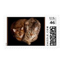 Pair of Bengal Kittens stamps