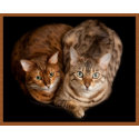 Pair of Bengal Kittens print