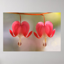 Pair of Bleeding Hearts Flowers posters