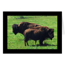 Pair of Buffaloes Greeting Cards