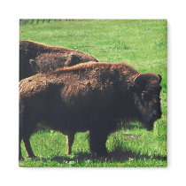 Pair of Buffaloes Magnet