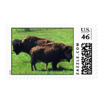 Pair of Buffaloes Stamp
