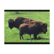 Pair of Buffaloes Postcard