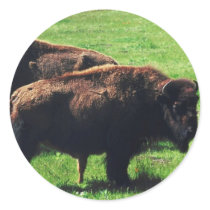 Pair of Buffaloes Round Stickers