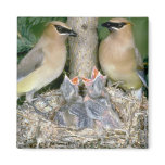 Pair of Cedar Waxwings with young Refrigerator Magnets