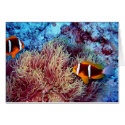 Pair of Clown in Exotic Anemonie cards by danschmitt Pair of Clown in Exotic Anemonie cards
