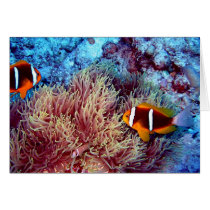 Pair of Clown in Exotic Anemonie cards by danschmitt Pair of Clown in Exotic Anemonie cards