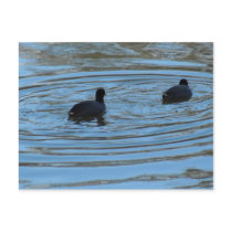 Pair of Coots Swimming on Lake Postcards