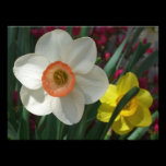 Pair of Daffodils Photo Print