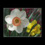 Pair of Daffodils Postcard