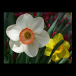 Pair of Daffodils Print