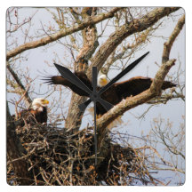 Pair of Eagles at Nest Square Wall Clock