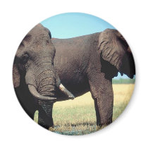 Pair of Elephants magnets