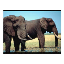 Pair of Elephants postcards