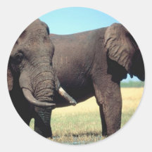 Pair of Elephants Round Sticker