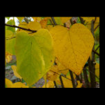Pair of Fall Redbud Leaves Photography Print