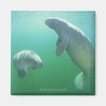 Pair of florida manatees swimming fridge magnets