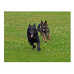 Pair of German Shepherds Post Cards