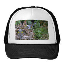 Pair of Golden-winged Warblers with nest Mesh Hat