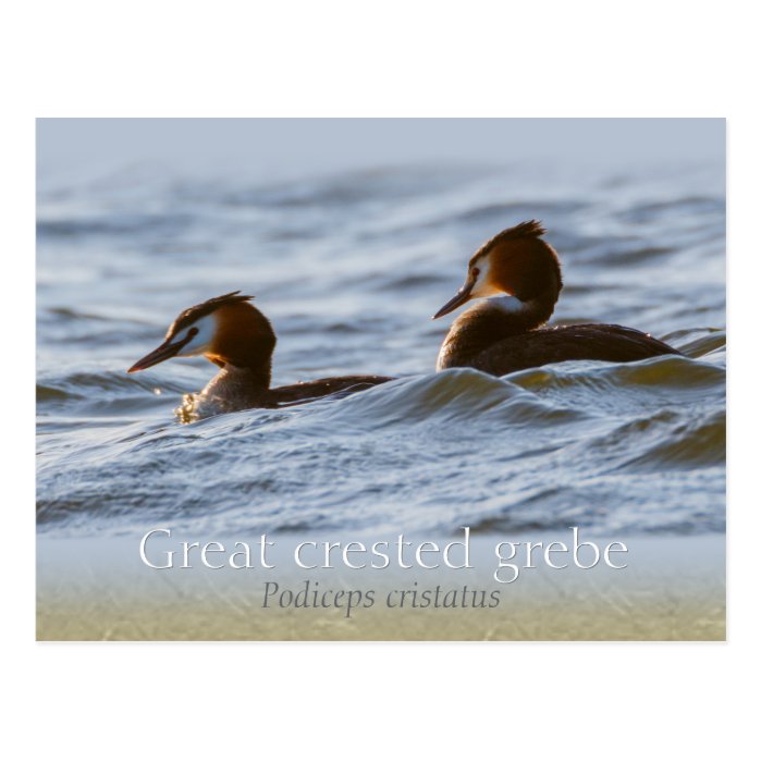 Pair of great crested grebes CC0757
