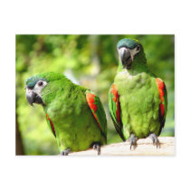 Pair Of Green Parrots Postcard