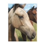 Pair of Horses Postcard