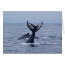 Pair of Humpback Whales Greeting Card