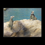 Pair of Iguanas Postcard