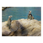 Pair of Iguanas Poster