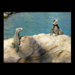 Pair of Iguanas Poster Print