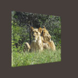 Pair Of Lions canvas prints