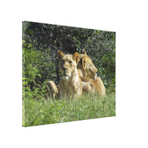 Pair Of Lions Gallery Wrapped Canvas