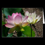 Pair of Lotus Flowers Card
