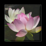Pair of Lotus Flowers Magnet