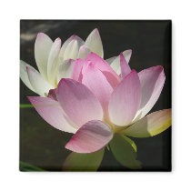 Pair of Lotus Flowers Magnet