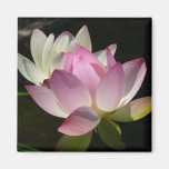 Pair of Lotus Flowers Magnet