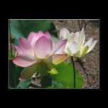 Pair of Lotus Flowers Postcard
