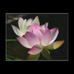 Pair of Lotus Flowers Postcard