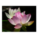 Pair of Lotus Flowers Postcard