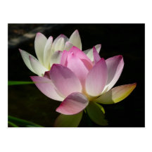 Pair of Lotus Flowers Postcard