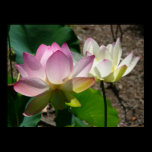 Pair of Lotus Flowers Print
