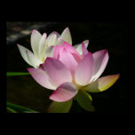 Pair of Lotus Flowers Print