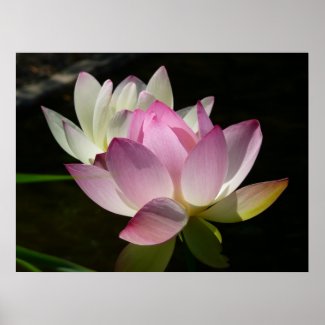 Pair of Lotus Flowers Print