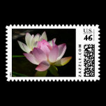 Pair of Lotus Flowers Stamps