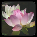 Pair of Lotus Flowers Sticker