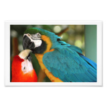 Pair of Macaws Kissing Photograph