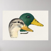 Pair of Mallard Ducks (Drake and Hen) Print