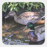 Pair of Mated Mallard Ducks Square Sticker